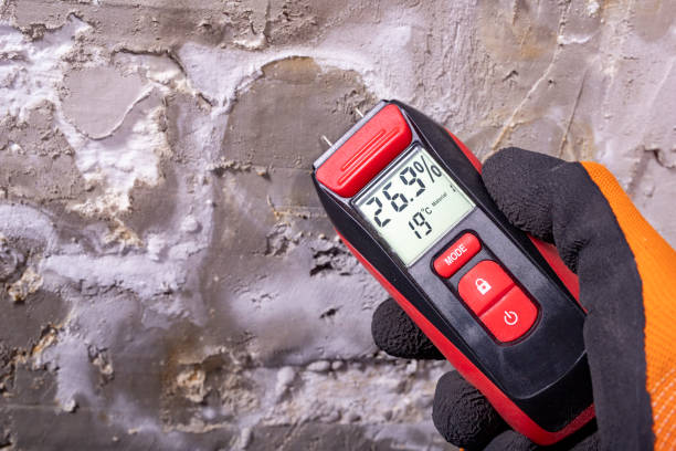 Best Professional Mold Removal  in Rogers, MN