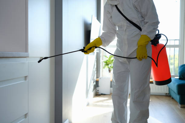 Best Certified Mold Removal  in Rogers, MN