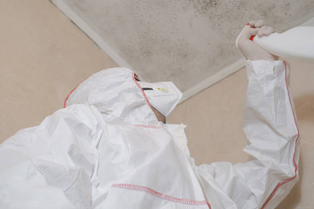 Best Mold Damage Repair  in Rogers, MN