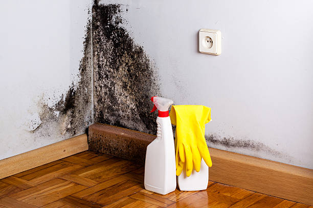 Best Local Mold Removal Service  in Rogers, MN