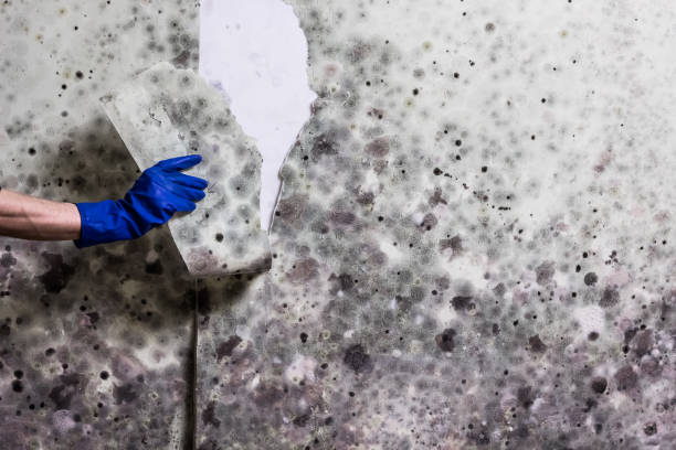 Best Mold Remediation  in Rogers, MN